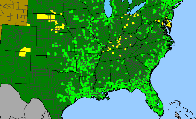 The range of Sagittaria graminea